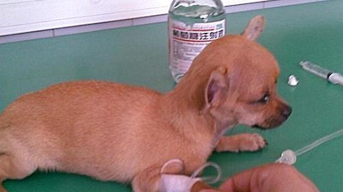 【 Medical Guide 】 Treatment of Parvovirus in Dogs